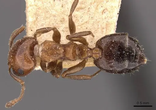 Crematogaster lorteti specimen CASENT0908483 image casent0908483_1