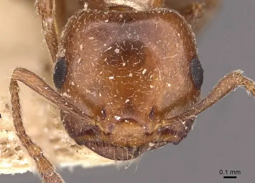 Crematogaster lorteti specimen CASENT0908483 image casent0908483_2