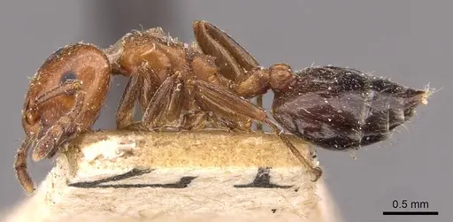 Crematogaster lorteti specimen CASENT0908483 image casent0908483_3