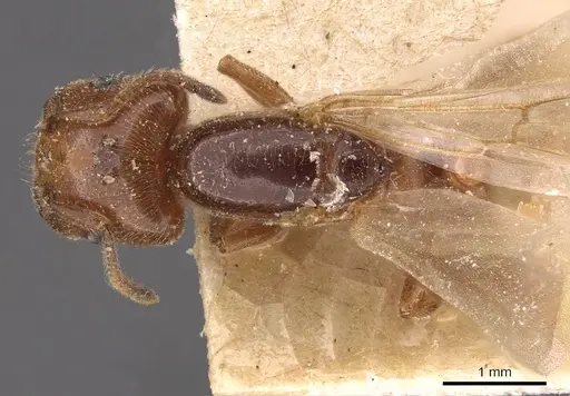 Crematogaster lorteti specimen CASENT0908484 image casent0908484_1