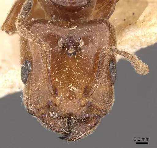 Crematogaster lorteti specimen CASENT0908484 image casent0908484_2