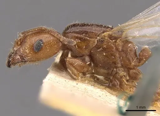 Crematogaster lorteti specimen CASENT0908484 image casent0908484_3