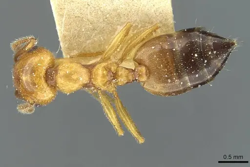 Crematogaster lucayana specimen CASENT0912698 image casent0912698_1