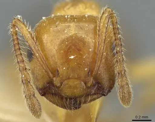 Crematogaster lucayana specimen CASENT0912698 image casent0912698_2