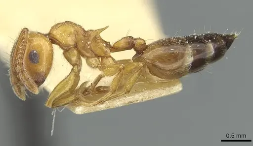 Crematogaster lucayana specimen CASENT0912698 image casent0912698_3