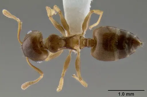 Crematogaster luctans specimen CASENT0193747 image casent0193747_1