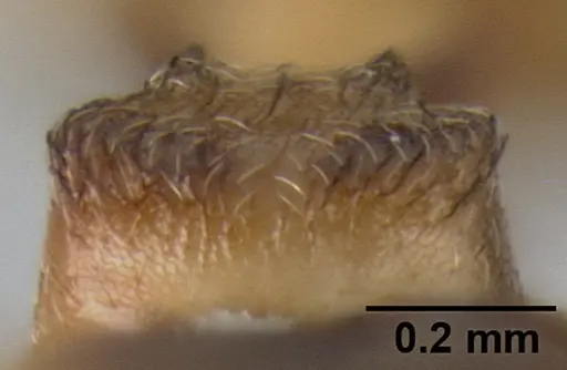 Crematogaster luctans specimen CASENT0193747 image casent0193747_2