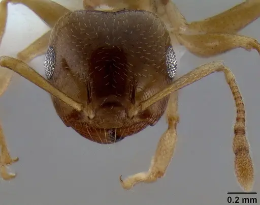 Crematogaster luctans specimen CASENT0193747 image casent0193747_3