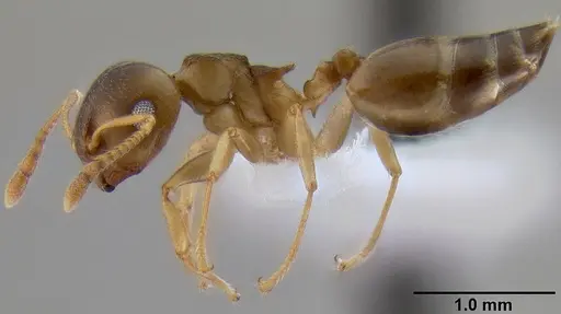 Crematogaster luctans specimen CASENT0193747 image casent0193747_4
