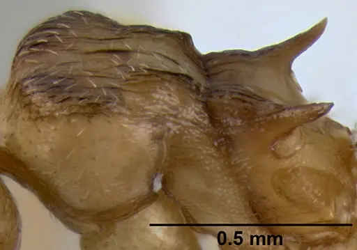 Crematogaster luctans specimen CASENT0193747 image casent0193747_5