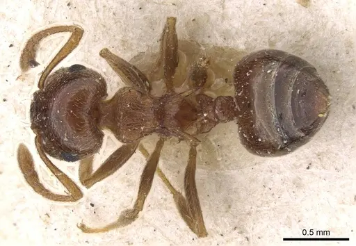 Crematogaster luctans specimen CASENT0908611 image casent0908611_1