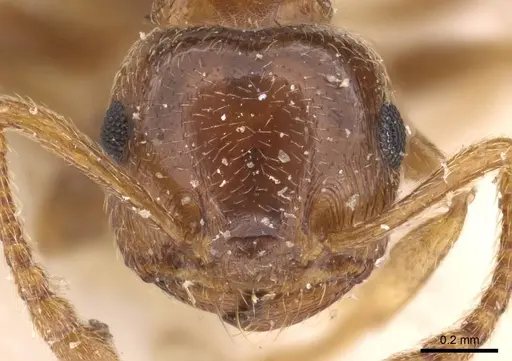 Crematogaster luctans specimen CASENT0908611 image casent0908611_2