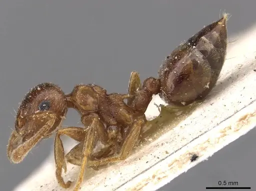 Crematogaster luctans specimen CASENT0908611 image casent0908611_3