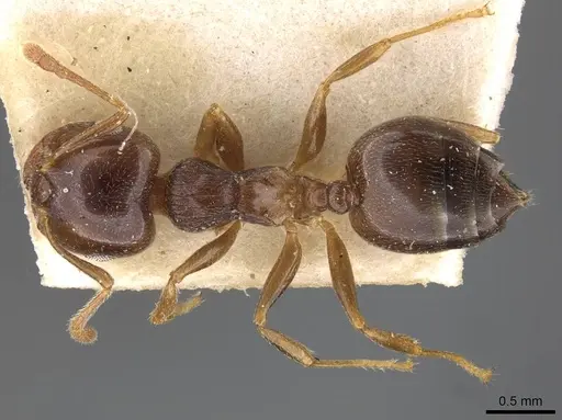 Crematogaster luctans specimen CASENT0908613 image casent0908613_1