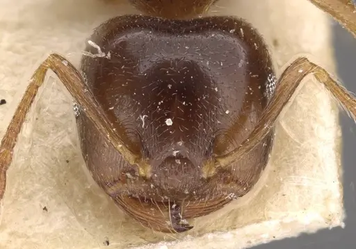 Crematogaster luctans specimen CASENT0908613 image casent0908613_2
