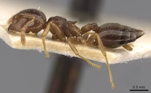 Crematogaster luctans specimen CASENT0908613 image casent0908613_3