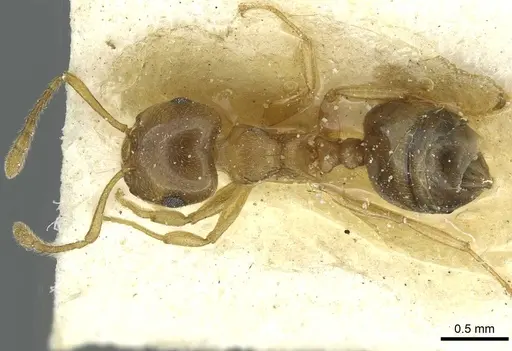 Crematogaster luctans specimen CASENT0912808 image casent0912808_1