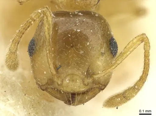 Crematogaster luctans specimen CASENT0912808 image casent0912808_2