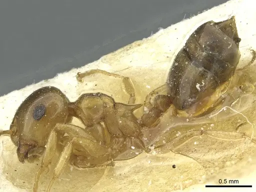 Crematogaster luctans specimen CASENT0912808 image casent0912808_3
