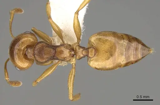 Crematogaster luctans specimen CASENT0914194 image casent0914194_1