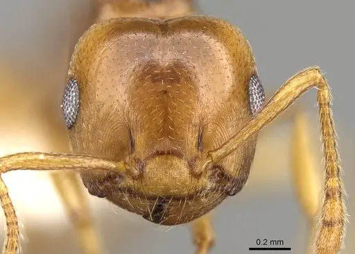 Crematogaster luctans specimen CASENT0914194 image casent0914194_2