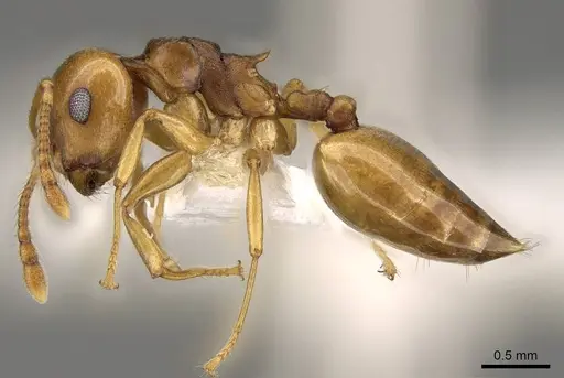 Crematogaster luctans specimen CASENT0914194 image casent0914194_3