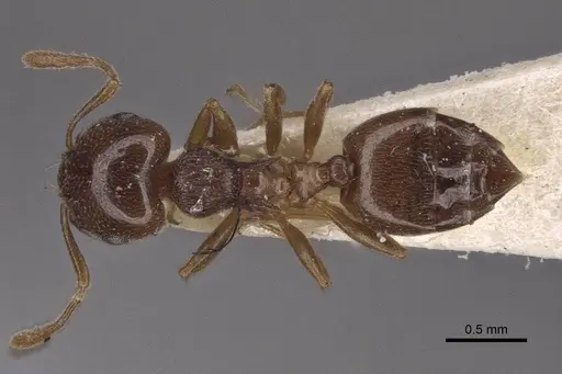 Crematogaster luctans specimen CASENT0916608 image casent0916608_1