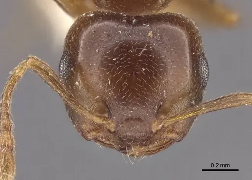 Crematogaster luctans specimen CASENT0916608 image casent0916608_2