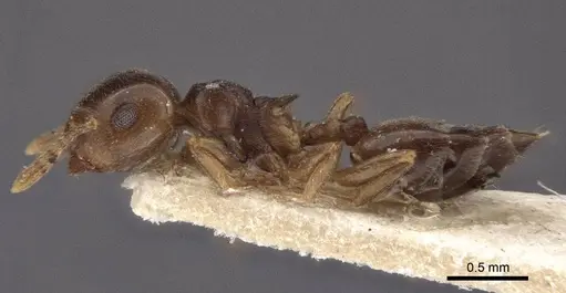Crematogaster luctans specimen CASENT0916608 image casent0916608_3