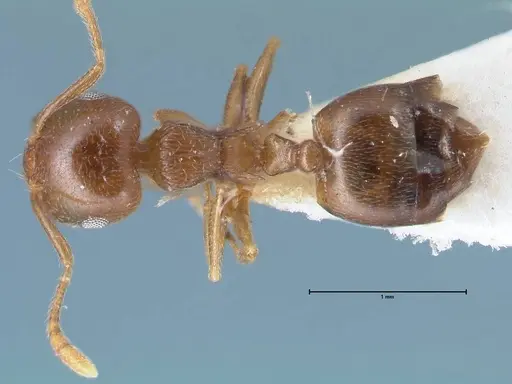 Crematogaster luctans specimen FOCOL1526 image focol1526_1