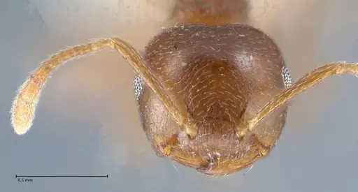 Crematogaster luctans specimen FOCOL1526 image focol1526_2