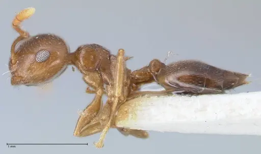 Crematogaster luctans specimen FOCOL1526 image focol1526_3