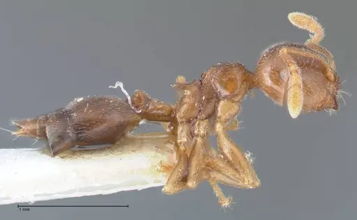 Crematogaster luctans specimen FOCOL1526 image focol1526_4