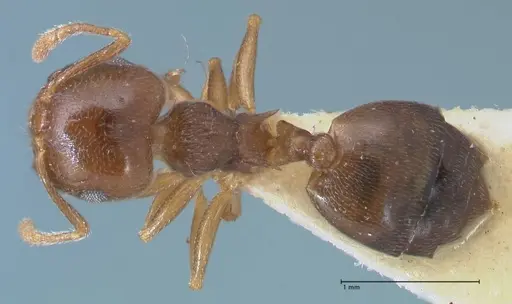 Crematogaster luctans specimen FOCOL1527 image focol1527_1