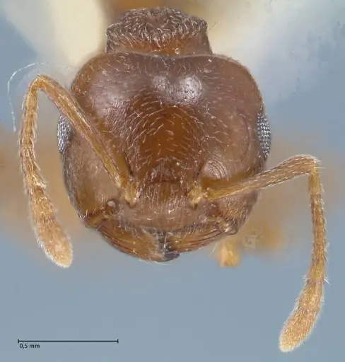 Crematogaster luctans specimen FOCOL1527 image focol1527_2