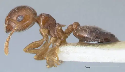 Crematogaster luctans specimen FOCOL1527 image focol1527_3
