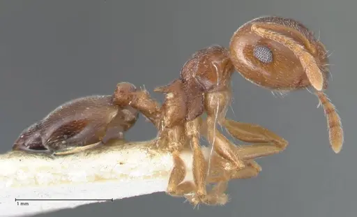 Crematogaster luctans specimen FOCOL1527 image focol1527_4