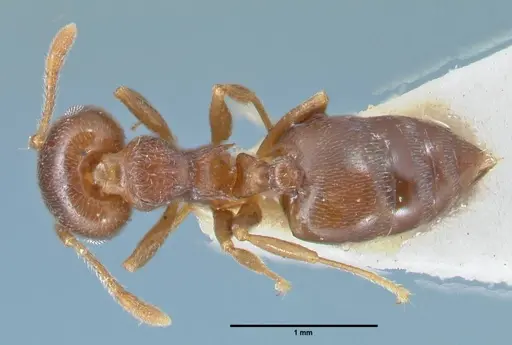 Crematogaster luctans specimen FOCOL1528 image focol1528_1