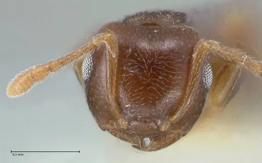 Crematogaster luctans specimen FOCOL1528 image focol1528_2