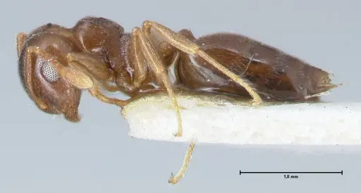 Crematogaster luctans specimen FOCOL1528 image focol1528_3