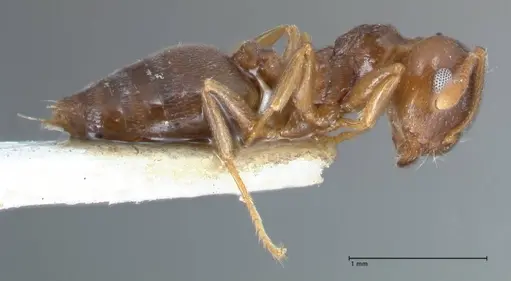 Crematogaster luctans specimen FOCOL1528 image focol1528_4