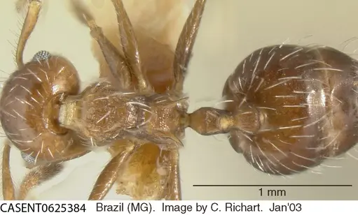 Crematogaster lutzi specimen CASENT0625384 image casent0625384_1