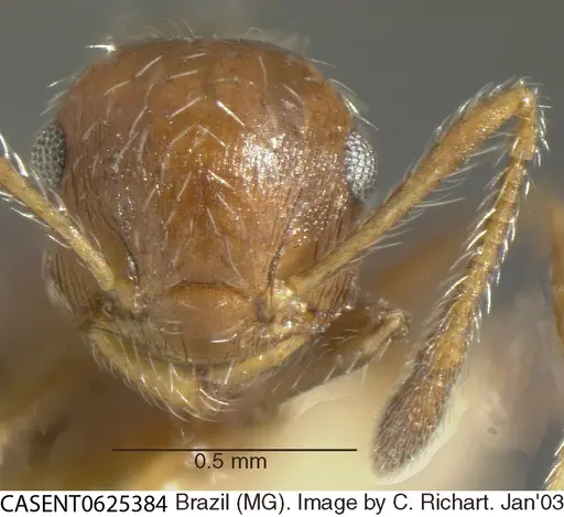 Crematogaster lutzi specimen CASENT0625384 image casent0625384_2
