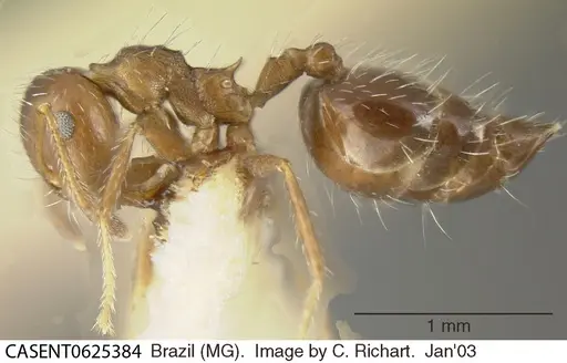 Crematogaster lutzi specimen CASENT0625384 image casent0625384_3