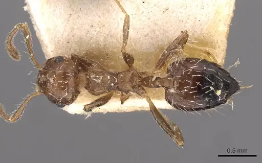 Crematogaster lutzi specimen CASENT0908439 image casent0908439_1