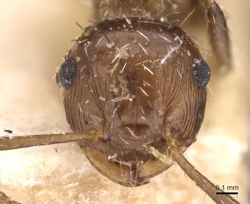 Crematogaster lutzi specimen CASENT0908439 image casent0908439_2