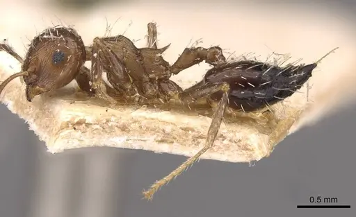 Crematogaster lutzi specimen CASENT0908439 image casent0908439_3