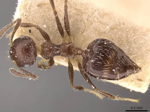 Crematogaster lutzi specimen CASENT0908440 image casent0908440_1