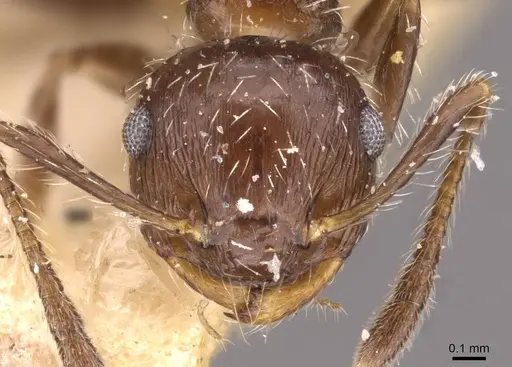 Crematogaster lutzi specimen CASENT0908440 image casent0908440_2