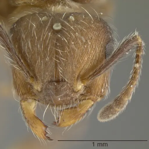 Crematogaster lutzi specimen JTLC000000957 image jtlc000000957_1